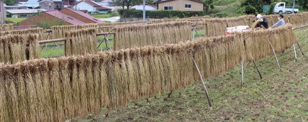 無農薬米の乾燥から脱穀・片付け
