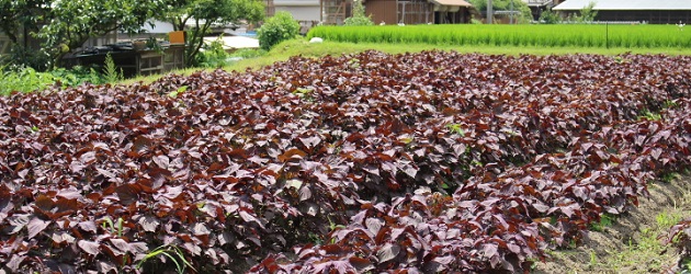 赤紫蘇の色彩と香りを活かす収穫方法